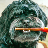 Entry image for Louie