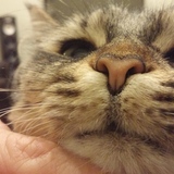 Entry image for Milo