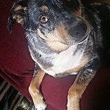 Entry image for Harley-Quinn