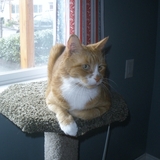 Entry image for Cheddar2