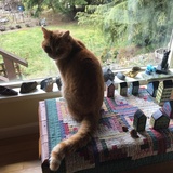 Entry image for Murphy