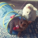 Entry image for Albus & Hank