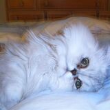 Entry image for Mishi