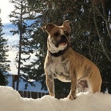 Entry image for Daisy