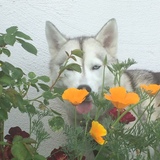 Entry image for Daenerys