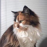 Entry image for Bibi