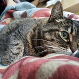 Entry image for Emma Swan