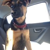 Entry image for Holly