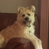 Entry image for Angus