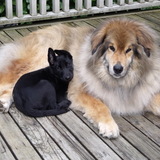 Entry image for Ben & Nellie