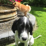 Entry image for Warwick and Cujo