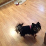 Entry image for Trixie