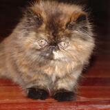 Entry image for Mocha