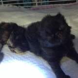 Entry image for Harley