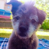 Entry image for Buckley