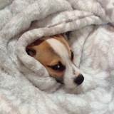 Entry image for Auston