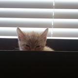 Entry image for Finn