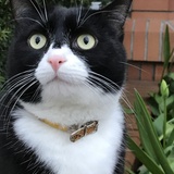 Entry image for Charlie 