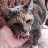 Entry image for Twinkle