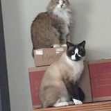 Entry image for Cuddles and Raspberry 