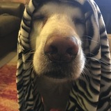 Entry image for Bella the Golden Pharaoh 