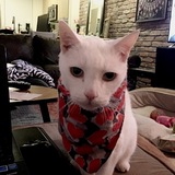 Entry image for North aka Northtradomus 