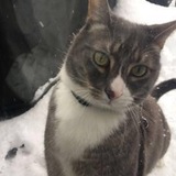 Entry image for Tyson 