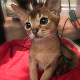 Entry image for Rosie (Posie)