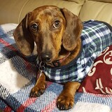 Entry image for Dobby