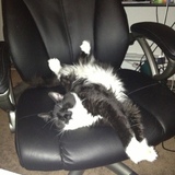 Entry image for Optimus