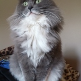 Entry image for Moppy