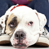 Entry image for Gordon