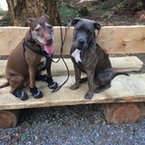 Entry image for Ruby & Loki