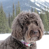 Entry image for Wispa 