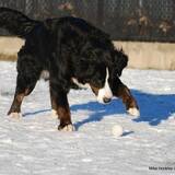 Entry image for Laci 