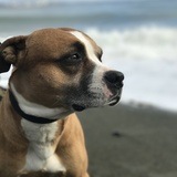 Entry image for Iggy