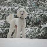 Entry image for Buddy