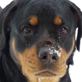 Entry image for Mocha