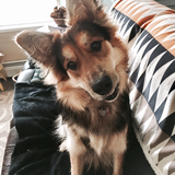 Entry image for Bear