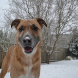 Entry image for Harley