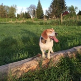 Entry image for Indy