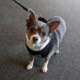 Entry image for Lacey