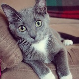 Entry image for Sookie