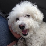 Entry image for Mel Brooks