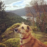 Entry image for Barley