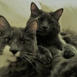 Entry image for Luke and Poe (formerly Casey and Callum)