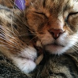 Entry image for Chevy & Mynx