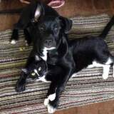 Entry image for Jynx (cat) Jade (dog) bfff's