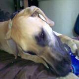 Entry image for Magna