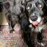 Entry image for CHARLIE 